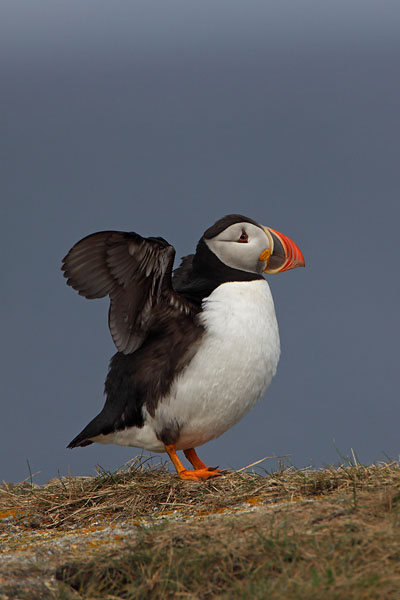 Atlantic Puffin © Russ Chantler